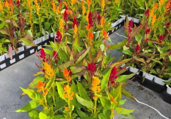 606 CELOSIA FLAMMA MIX