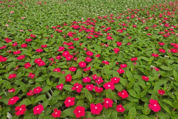 606 VINCA