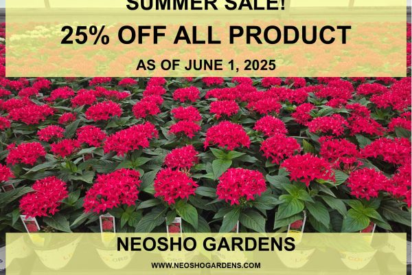 JUNE SUMMER SALE