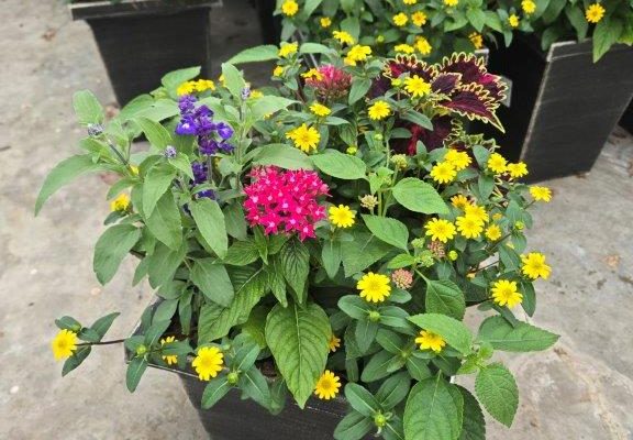 LGSQ BUTTERFLY GARDEN