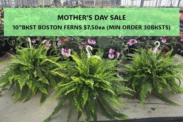 MOTHERSDAYFERNSALE