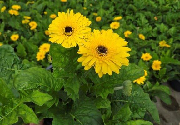 SMRD PLANTER KRUGER