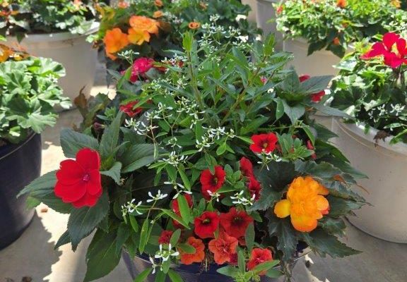 XL PRISM PARTIAL SHADE
