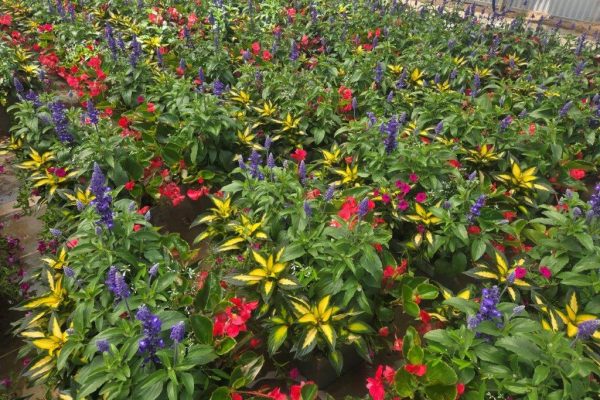 XL WINDOW BOX WINDOW GARDEN