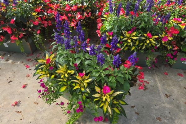 XL WINDOWBOX WINDOW GARDEN