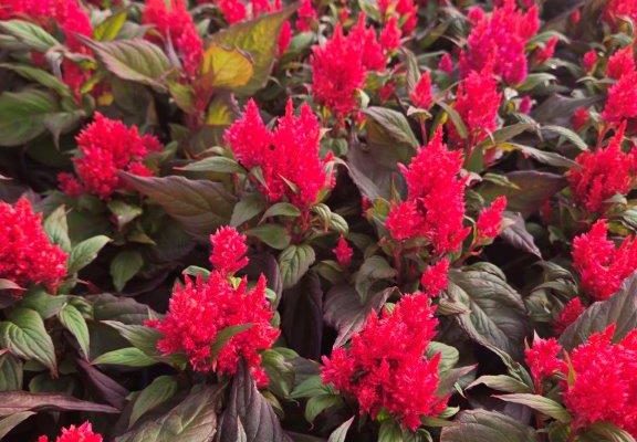 1501 CELOSIA EMBER
