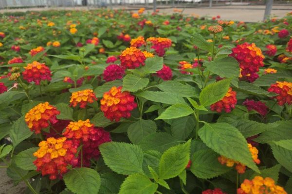 1501ANN LANTANA HEARTLAND NEON