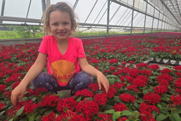 1501ANN PENTAS RED