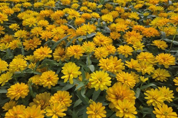 1501ANN ZINNIA DEEP YELLOW