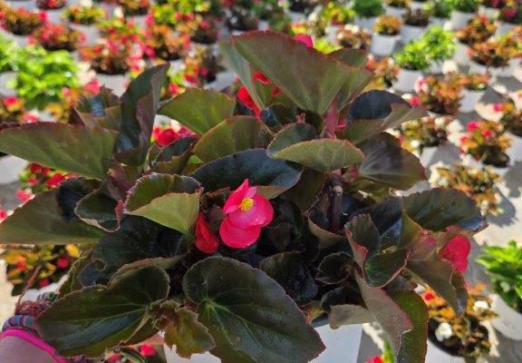 8in BEGONIA