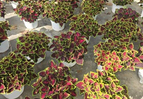 8in COLEUS