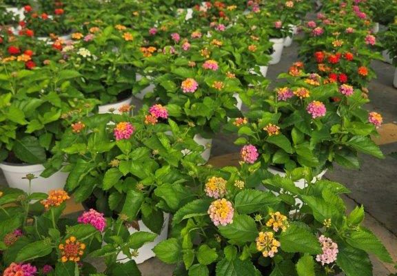 8in LANTANA
