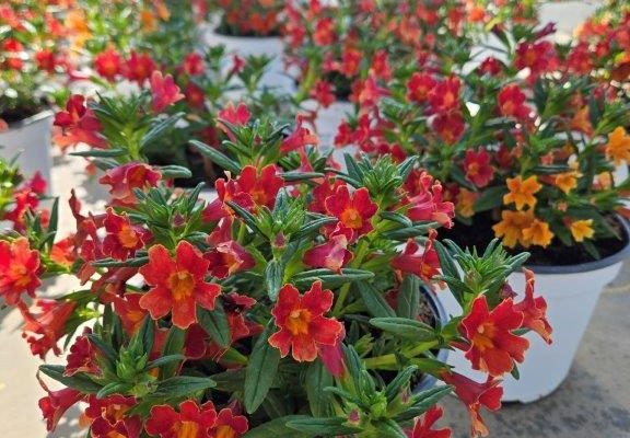 8in MIMULUS