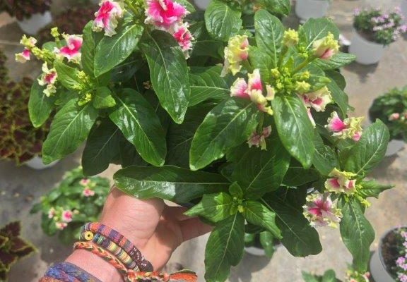 8in VINCA SOIREE