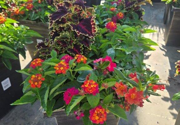 LGSQ TROPICAL PUNCH
