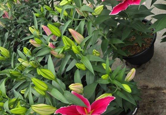 SMRD LILY ORIENTAL SUNNY BENITO PINK