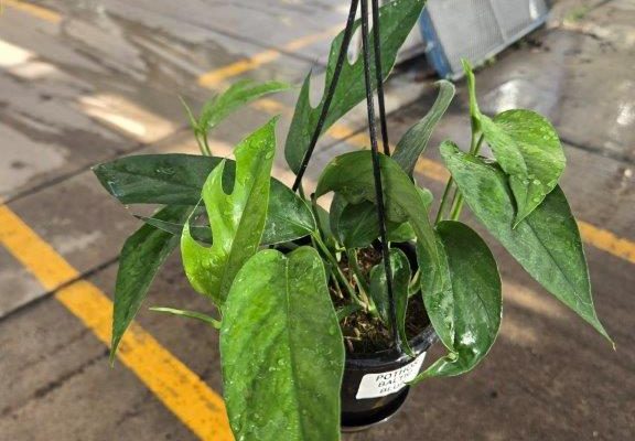 4HPBKST POTHOS BALTIC BLUE