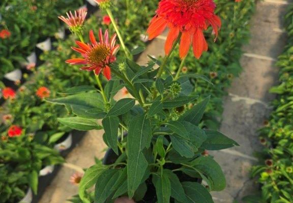 601 ECHINACEA DOUBLE SCOOP MANDARIN