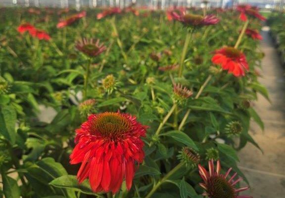 601PER ECHINACEA DOUBLE SCOOP