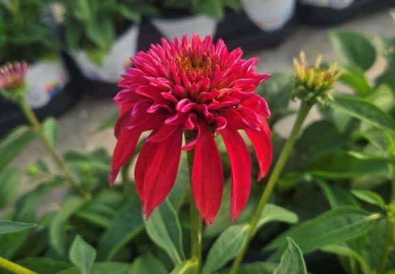 601PER ECHINACEA DBL SCOOP CRANBERRY