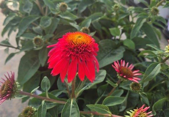 601PER ECHINACEA DBL SCOOP STRAWBERRY DELUXE