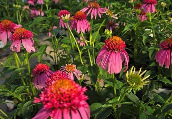 ECHINACEA DBL SCOOP BUBBLEGUM
