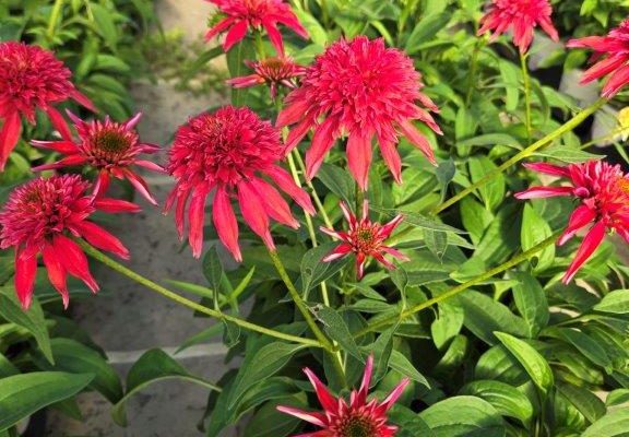 ECHINACEA DBL SCOOP CRANBERRY