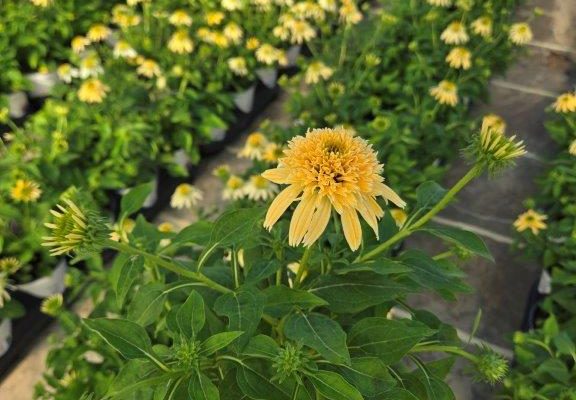 ECHINACEA DBL SCOOP LEMON CREAM