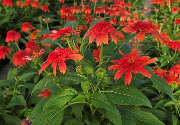 ECHINACEA DBL SCOOP MANDARIN