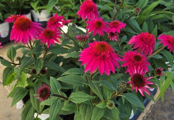 ECHINACEA DBL SCOOP WATERMELON DELUXE