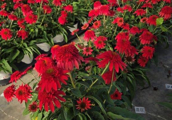 ECHINACEA DBL SCOOP STRAWBERRY DELUXE