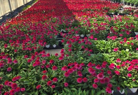 601PER DBL SCOOP ECHINACEA CROP