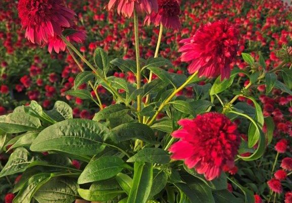 601PER ECHINACEA DBL SCOOP STRAWBERRY