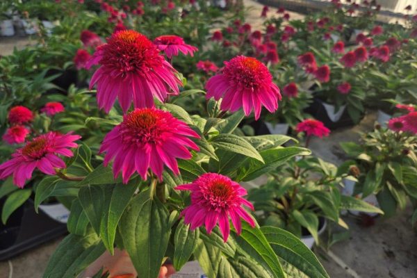 601PER ECHINACEA DBL SCOOP WATERMELON