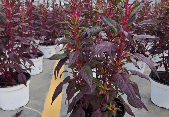 8ANN CELOSIA FLORIOSA DARK LEAF RED