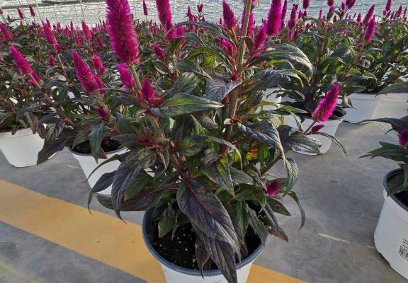 8ANN CELOSIA INTENZ DARK PURPLE