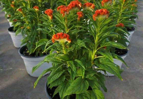 8ANN CELOSIA TWISTED DARK ORANGE