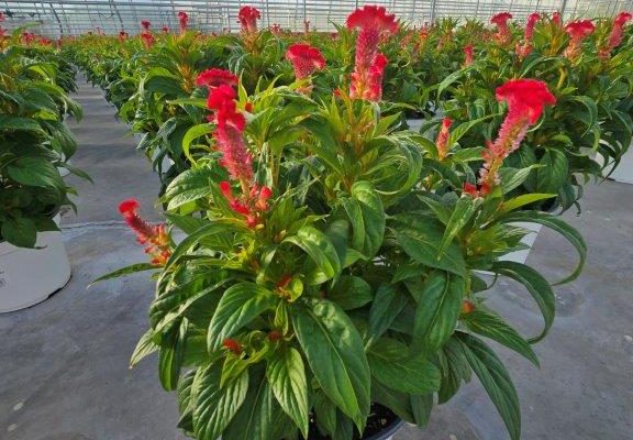 8ANN CLEOSIA TWISTED STRAWBERRY