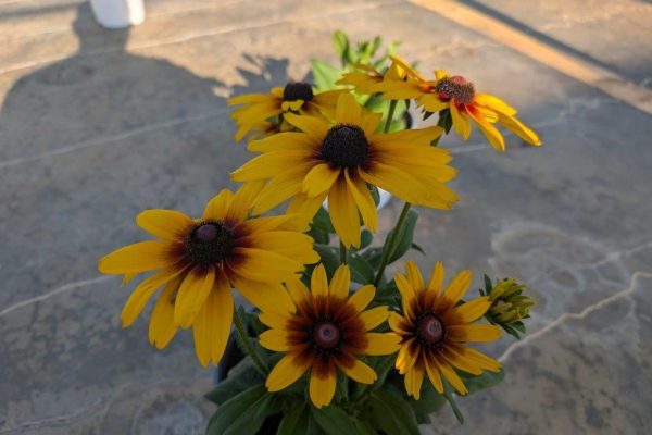 8ANN SUNBECKIA CARLA