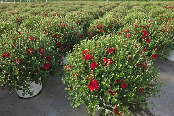 8MUM RED SAMANTHA