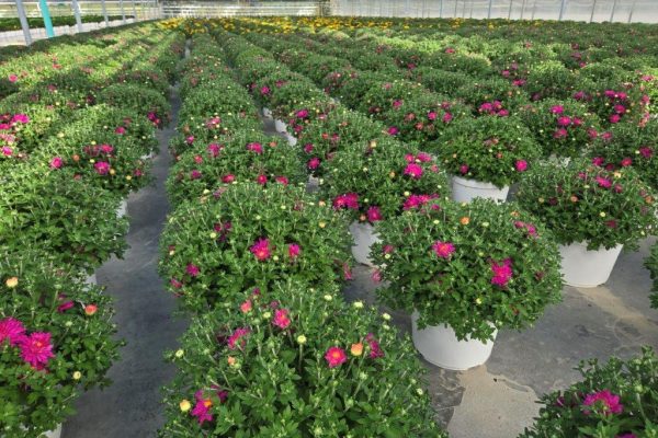 8inMUM HOT PINK DEBBIE CROP PIC
