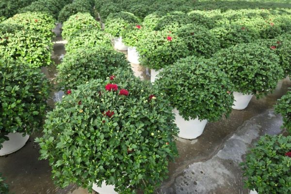 8inMUM RED SAMANTHA CROP PIC