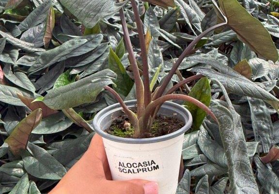 1001 HP ALOCASIA SCALPRUM