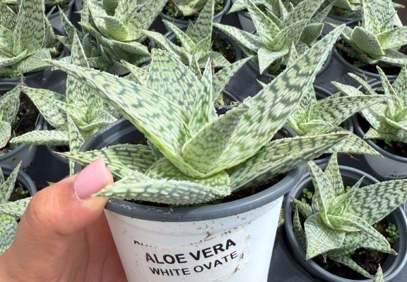 1001 HP ALOE VERA WHITE OVATE