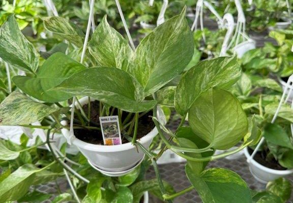 6 in POTHOS MARBLE QUEEN