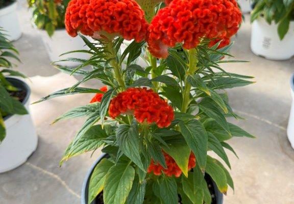 8 ANN CELOSIA TWISTED DARK ORANGE