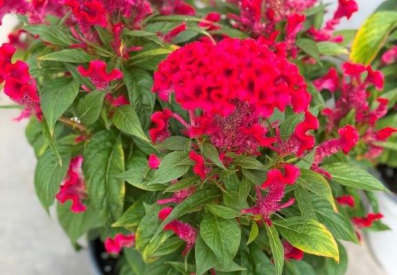 8 ANN CELOSIA TWISTED STRAWBERRY