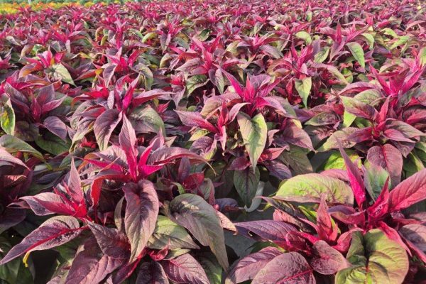 8ANN CELOSIA DRAGONS BREATH