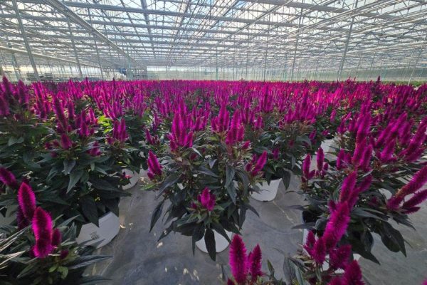 8ANN CELOSIA INTENZ DARK PURPLE