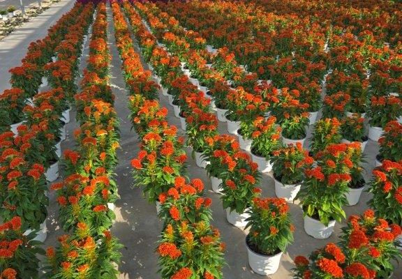 8ANN CELOSIA TWISTED BRIGHT ORANGE CROP